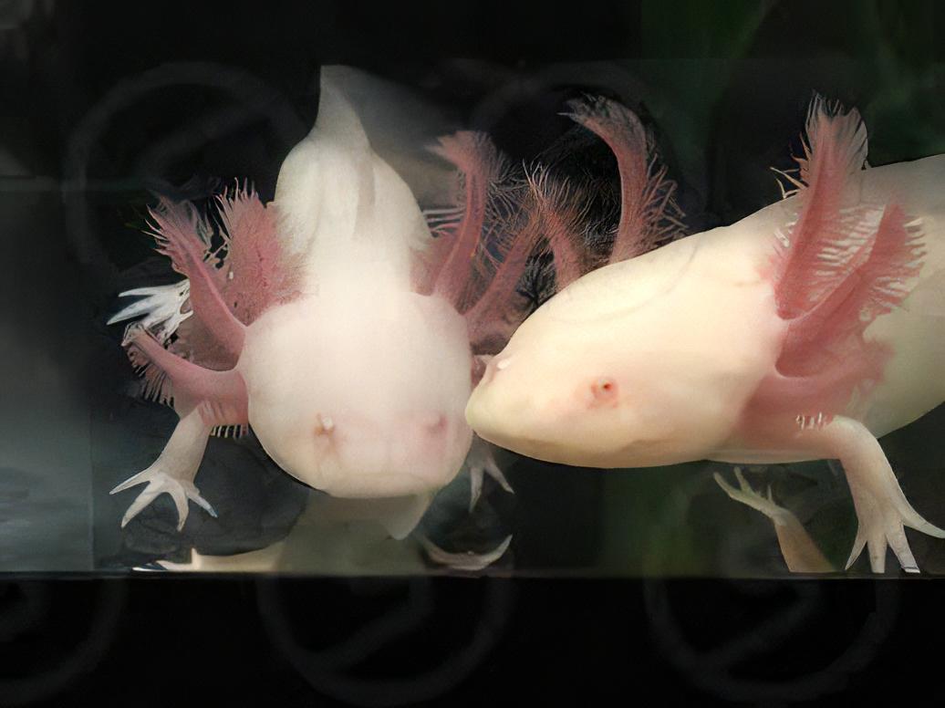 Albino White Red Eye Axolotl Ambystoma Mexicanum