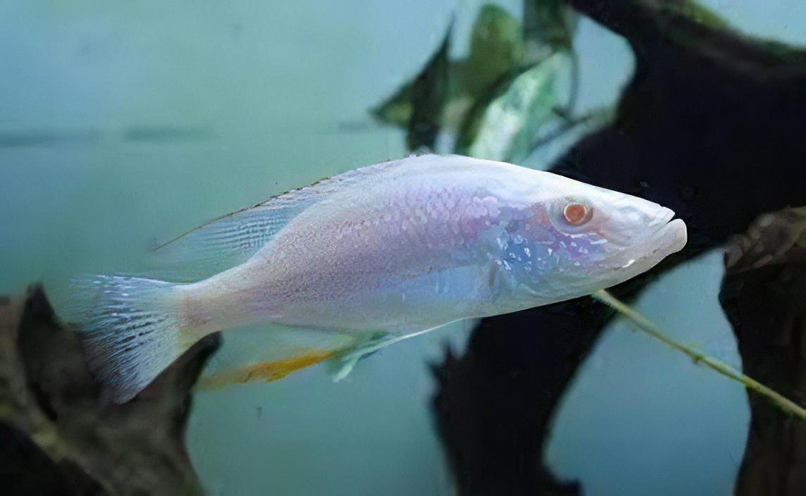 Haplochromis Albino Compressiceps Malawi African Cichlid
