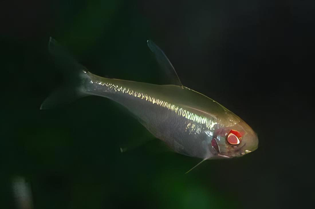 Albino Black Neon Tetra Hyphessobrycon Herbertaxelrodi 2cm - Real Aquatics