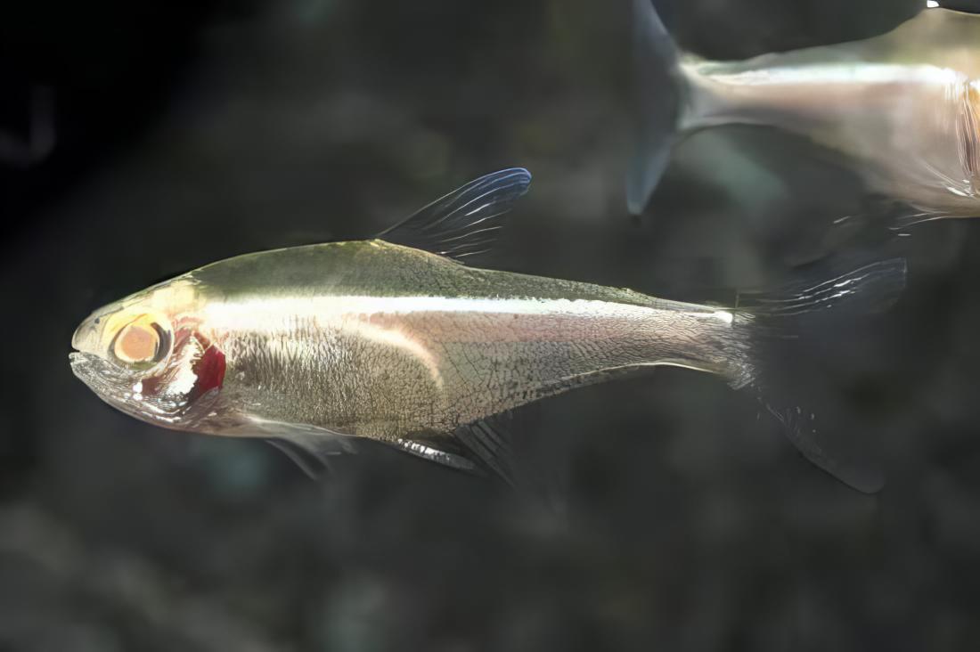 Albino Black Neon Tetra Hyphessobrycon Herbertaxelrodi 2cm - Real Aquatics