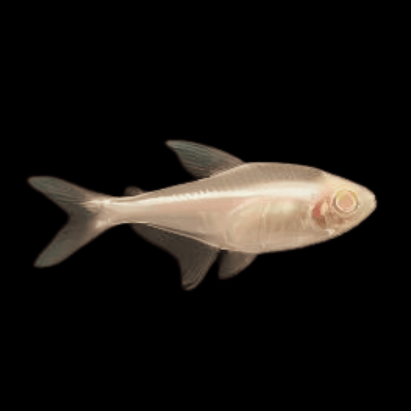 Albino Black Neon Tetra Hyphessobrycon Herbertaxelrodi 2cm - Real Aquatics