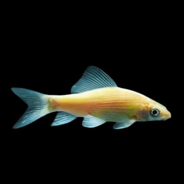 Albino Black Shark Morulius Chrysophekadion 5cm - Real Aquatics