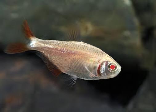 Albino Buenos Aires Hyphessobrycon Anisitsi 2cm - Real Aquatics