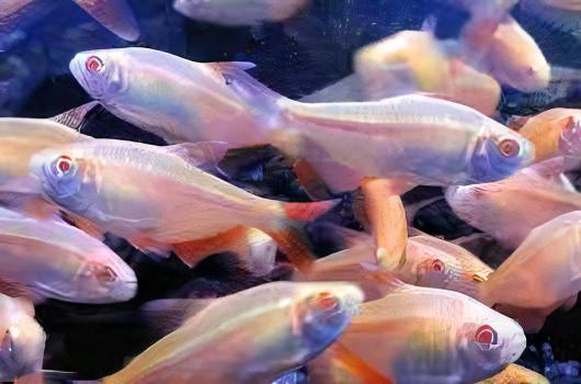 Albino Buenos Aires Hyphessobrycon Anisitsi 2cm - Real Aquatics