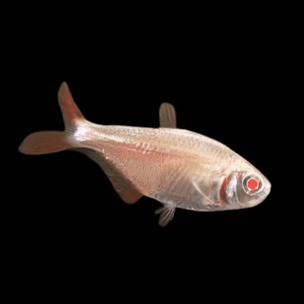 Albino Buenos Aires Hyphessobrycon Anisitsi 2cm - Real Aquatics