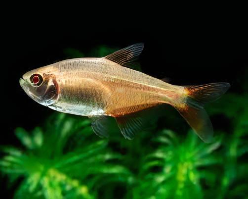 Albino Buenos Aires Hyphessobrycon Anisitsi 2cm - Real Aquatics