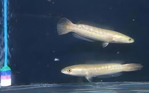 Giant Red Snakehead Albino Channa Micropeltes 10cm - Real Aquatics