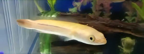 Giant Red Snakehead Albino Channa Micropeltes 10cm - Real Aquatics