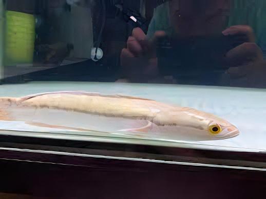 Giant Red Snakehead Albino Channa Micropeltes 10cm - Real Aquatics