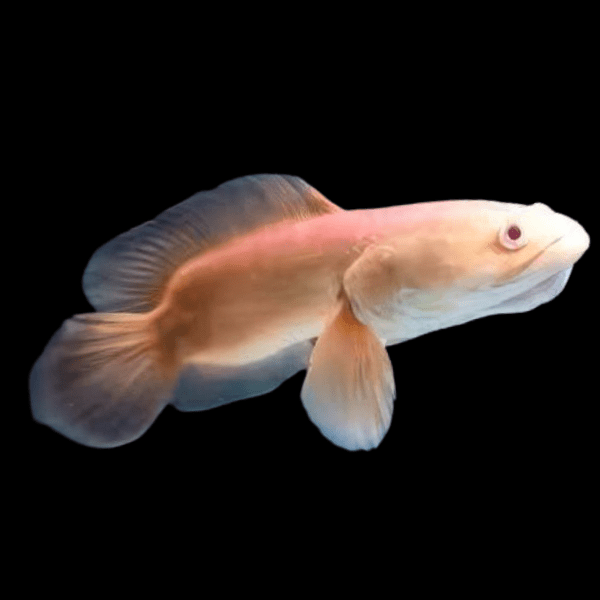 Giant Red Snakehead Albino Channa Micropeltes 10cm - Real Aquatics