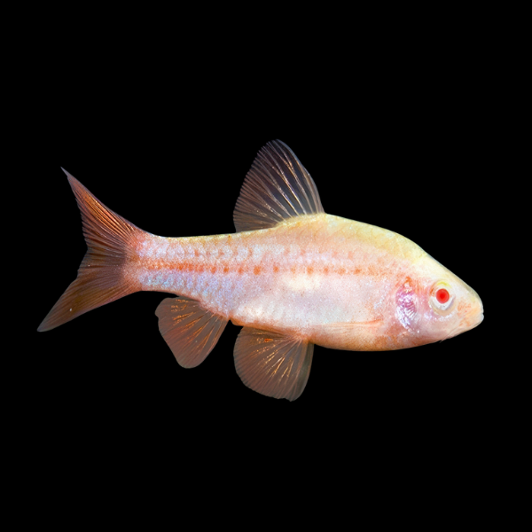 Albino Cherry barb Puntius Titteya - 3cm - Real Aquatics