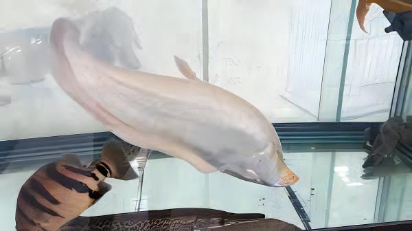 Albino Clown Knife Fish Notopterus Chitala 15cm - Real Aquatics