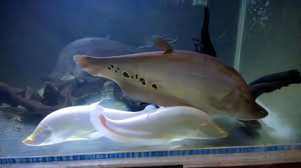 Albino Clown Knife Fish Notopterus Chitala 15cm - Real Aquatics