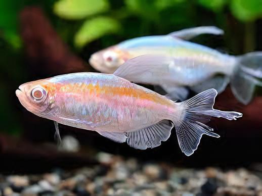 Albino Congo Tetra Phenacogrammus Interruptus 4cm - Real Aquatics