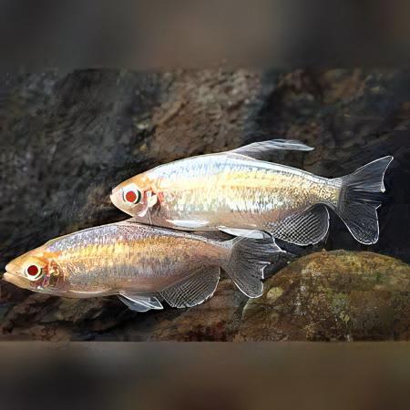 Albino Congo Tetra Phenacogrammus Interruptus 4cm - Real Aquatics