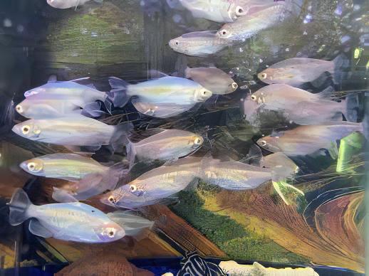 Albino Congo Tetra Phenacogrammus Interruptus 4cm - Real Aquatics