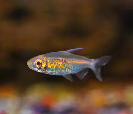 Albino Congo Tetra Phenacogrammus Interruptus 4cm - Real Aquatics