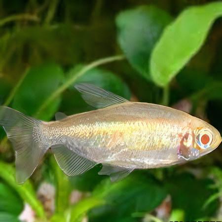 Albino Congo Tetra Phenacogrammus Interruptus 4cm - Real Aquatics
