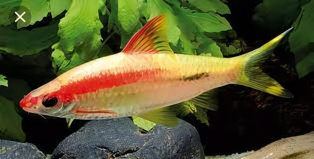 Albino Golden Red Line Torpedo Denison Barb Puntius Denisonii 5cm - Real Aquatics