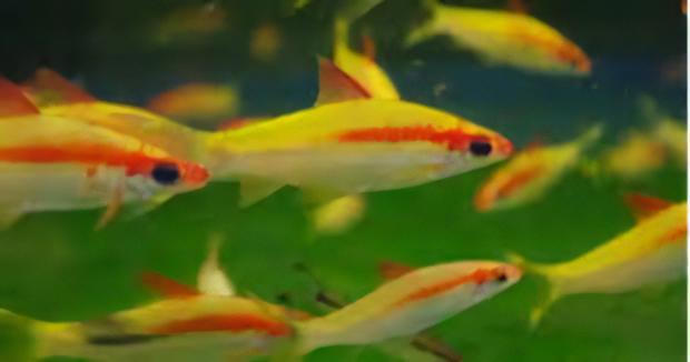 Albino Golden Red Line Torpedo Denison Barb Puntius Denisonii 5cm - Real Aquatics