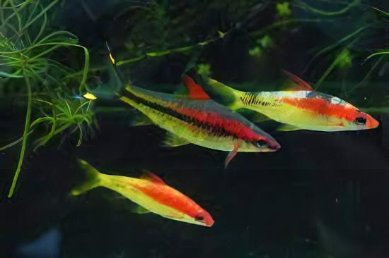 Albino Golden Red Line Torpedo Denison Barb Puntius Denisonii 5cm - Real Aquatics