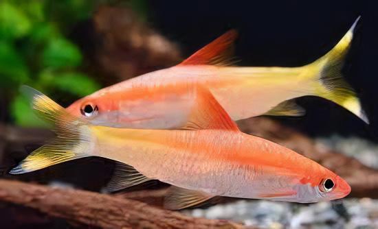 Albino Golden Red Line Torpedo Denison Barb Puntius Denisonii 5cm - Real Aquatics