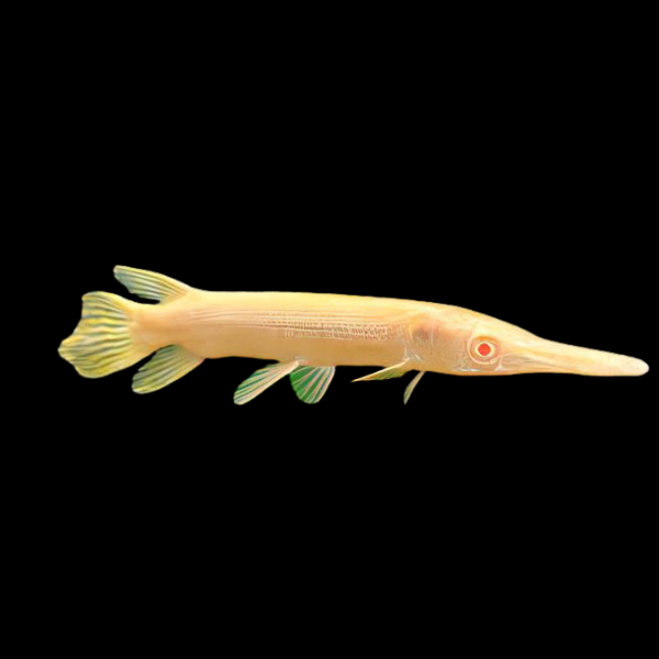 Albino Florida Spotted Gar Lepisosteus Platyrhincus 10cm - Real Aquatics