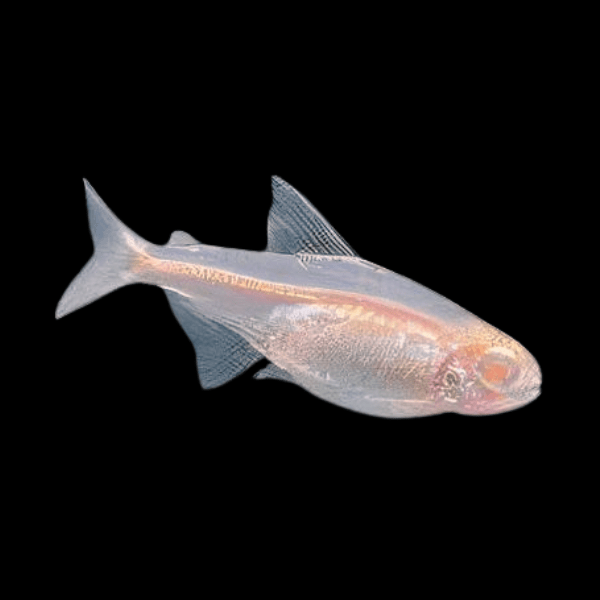 Albino Glowlight Tetra Hemigrammus Erythrozonus 2cm - Real Aquatics