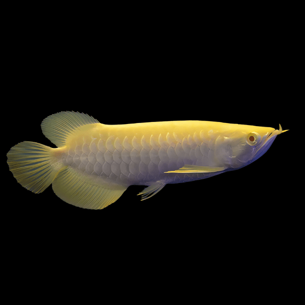 Albino Golden Crossback Arowana Scleropages Formosus 20cm - Real Aquatics