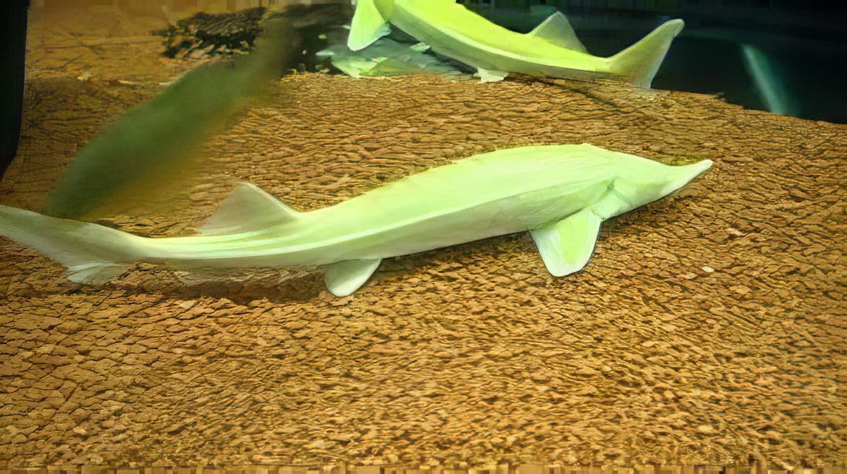 Albino Golden Sterlet Acipenser Ruthenus 20cm - Real Aquatics