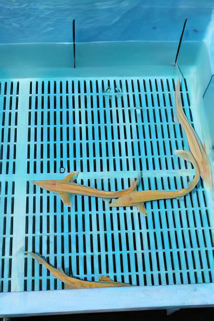 Albino Golden Sterlet Acipenser Ruthenus 50cm - Real Aquatics