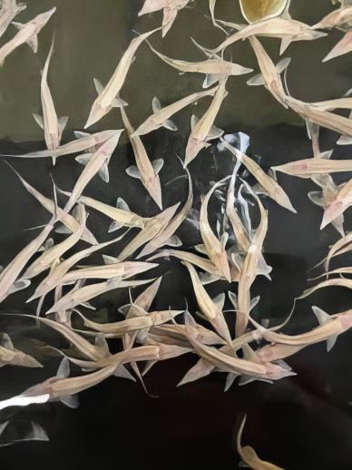 Albino Golden Sterlet Acipenser Ruthenus 50cm - Real Aquatics