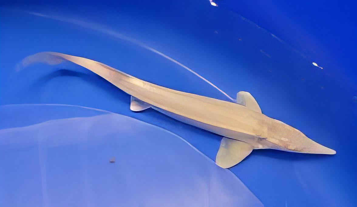 Albino Golden Sterlet Acipenser Ruthenus 20cm - Real Aquatics