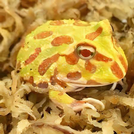 Albino Horned Frog Ceratophrys Cranwelli 4cm - Real Aquatics