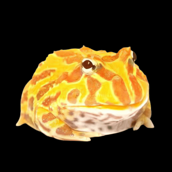 Albino Horned Frog Ceratophrys Cranwelli 4cm - Real Aquatics