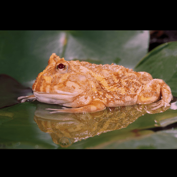 Albino Horned Frog Ceratophrys Cranwelli 4cm - Real Aquatics