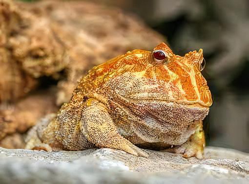 Albino Horned Frog Ceratophrys Cranwelli 4cm - Real Aquatics