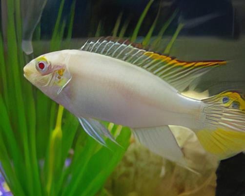 Albino Kribensis Cichlid Pelvicachromis Pulcher 4cm