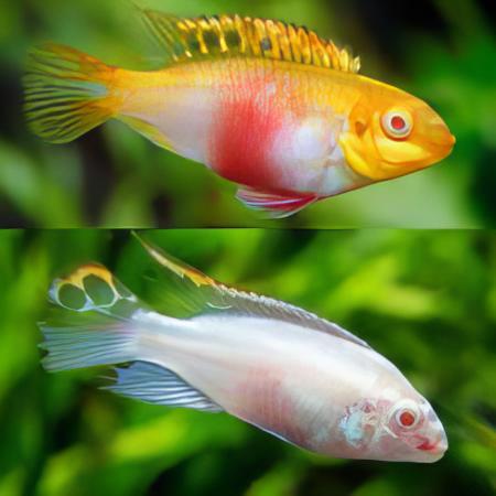 Albino Kribensis Cichlid Pelvicachromis Pulcher 4cm