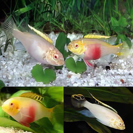 Albino Kribensis Cichlid Pelvicachromis Pulcher 4cm