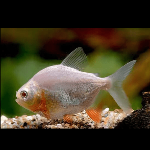 Albino Pacu Colossoma Brachypomum 4cm - Real Aquatics