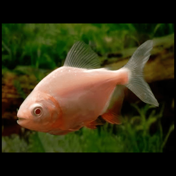 Albino Pacu Colossoma Brachypomum 4cm - Real Aquatics