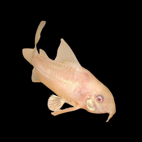 Albino Peppered Corydoras Paleatus Catfish - 3cm - Real Aquatics