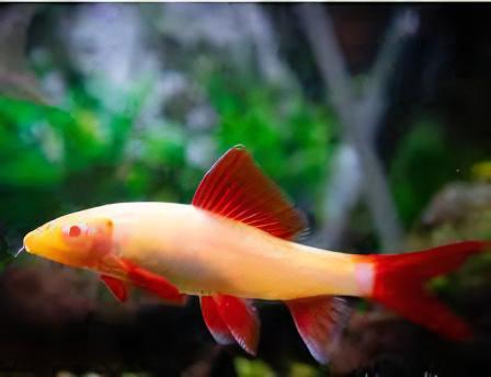 Albino Rainbow Shark Epalzeorhynchos Frenatum 5cm - Real Aquatics