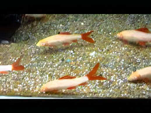 Albino Rainbow Shark Epalzeorhynchos Frenatum 5cm - Real Aquatics