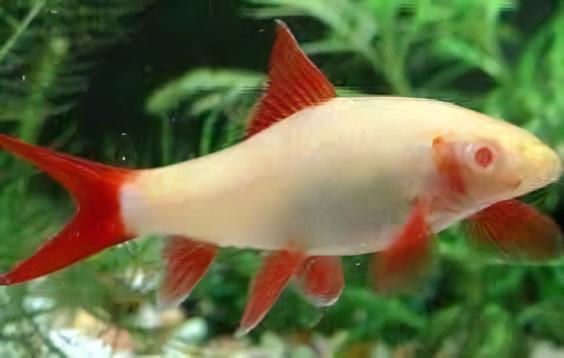 Albino Rainbow Shark Epalzeorhynchos Frenatum 5cm - Real Aquatics