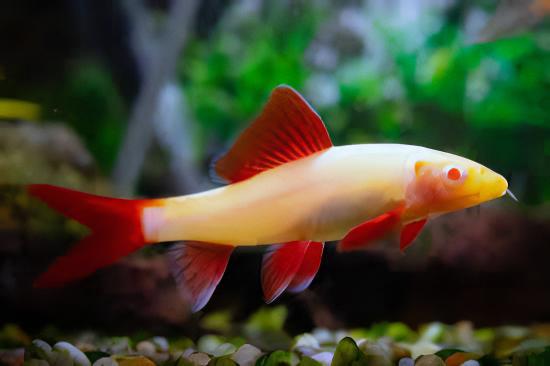 Albino Rainbow Shark Epalzeorhynchos Frenatum 5cm - Real Aquatics