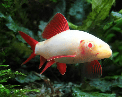 Albino Rainbow Shark Epalzeorhynchos Frenatum 5cm - Real Aquatics
