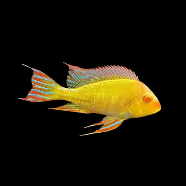 Geophagus Albino Red Head Tapajos 4cm - Real Aquatics