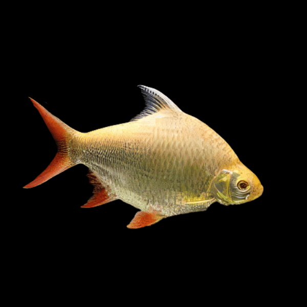 Red Tail Albino Tinfoil Barb Barbodes Schwanenfeldii 5cm - Real Aquatics